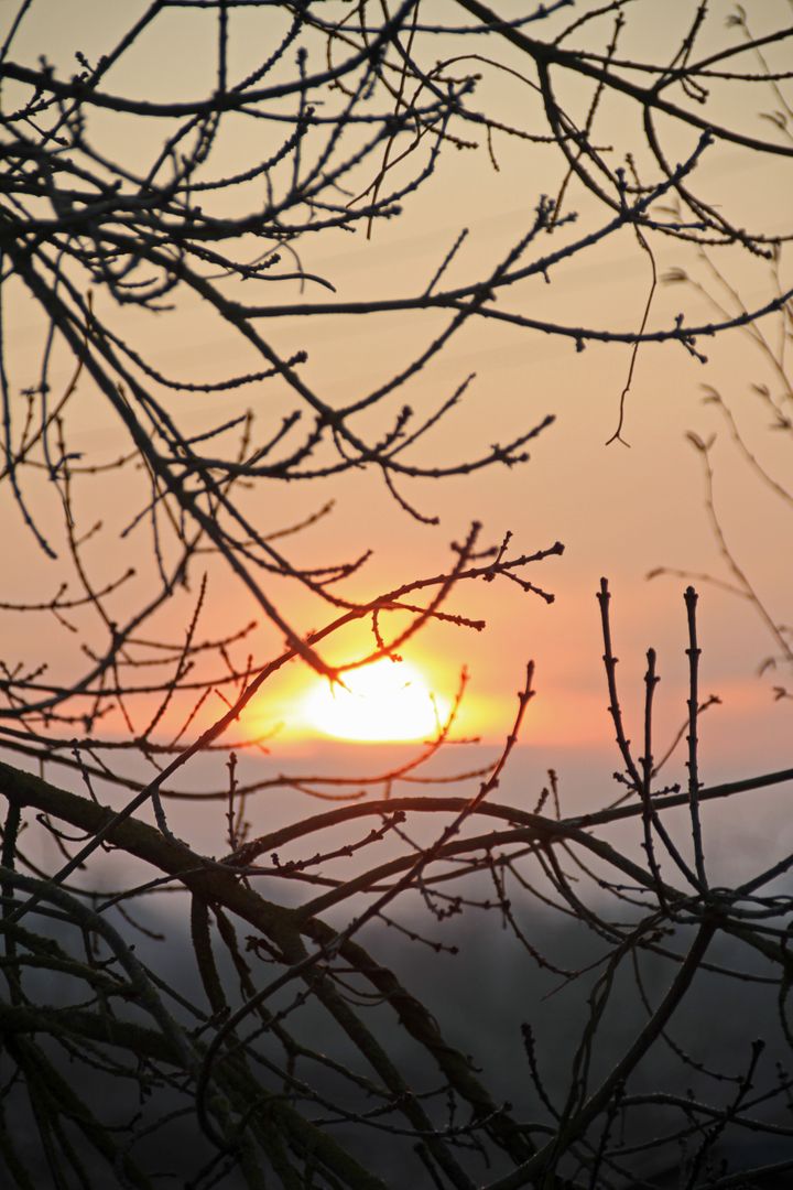 Golden Sunset Through Bare Tree Branches - Free Images, Stock Photos and Pictures on Pikwizard.com