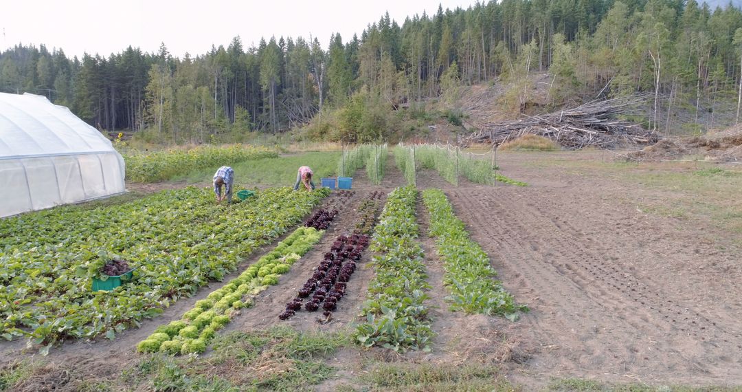 Farmers harvesting diverse vegetable crops on a organic farm - Free Images, Stock Photos and Pictures on Pikwizard.com