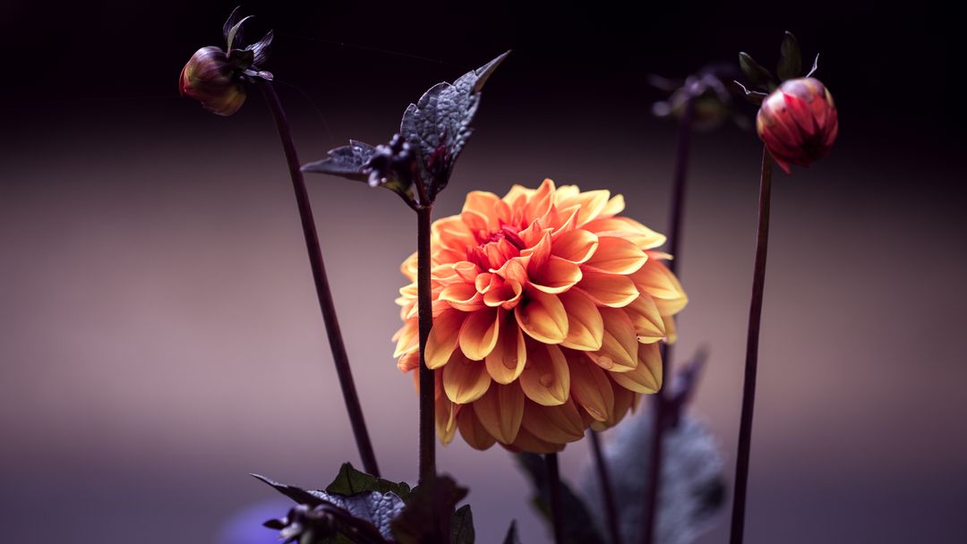 Vibrant Orange Dahlia Bloom with Budding Flowers in Dark Surroundings