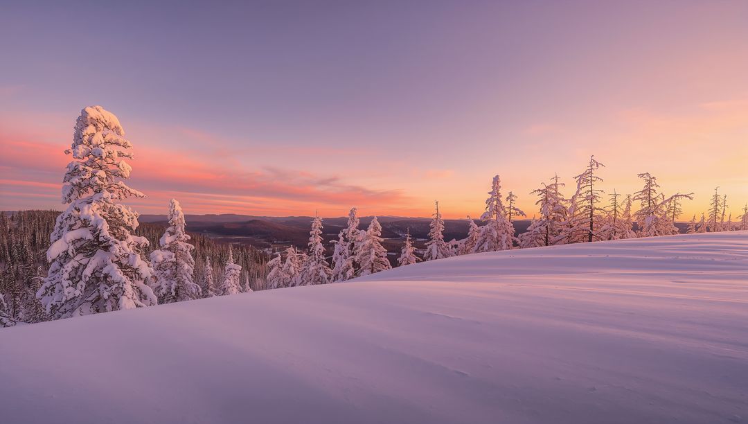 Pastel Sunrise Over Snow-Covered Subalpine Slope with Frosted Pine Trees and Calm Vista