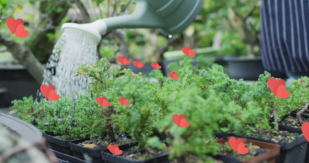 Watering Bonsai Trees with Love in Garden - Free Images, Stock Photos and Pictures on Pikwizard.com