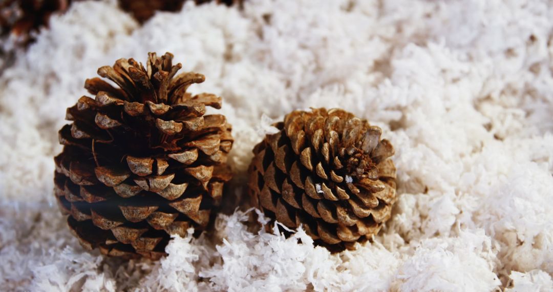 Pine Cones with Glowing Christmas Lights on Snowy Background