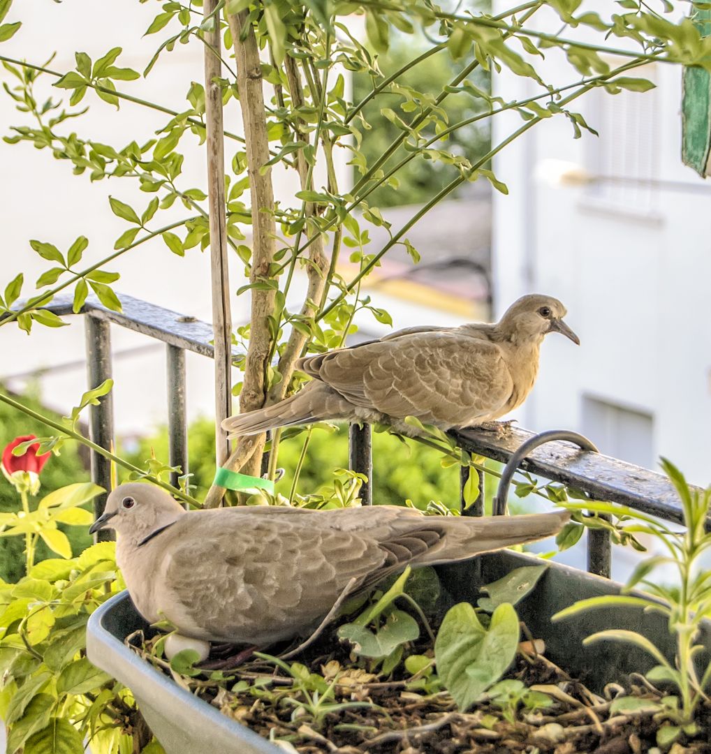 Peaceful turtledove resting amongst greenery on balcony