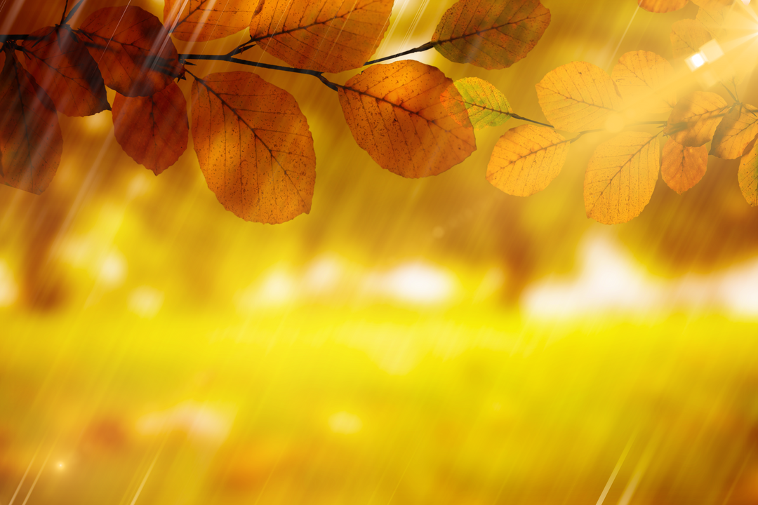 Transparent Golden Autumn Leaves Against Sunrays Background - Download Free Stock Images Pikwizard.com