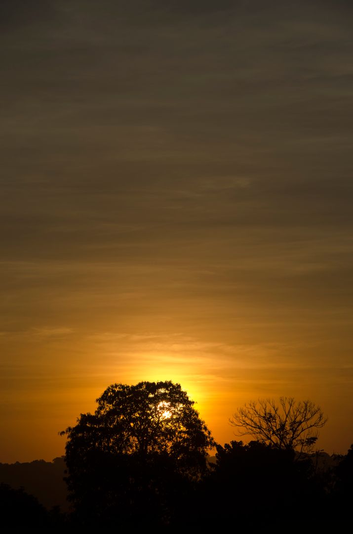 Serene Tropical Sunset Behind Silhouetted Trees in Golden Sky - Free Images, Stock Photos and Pictures on Pikwizard.com