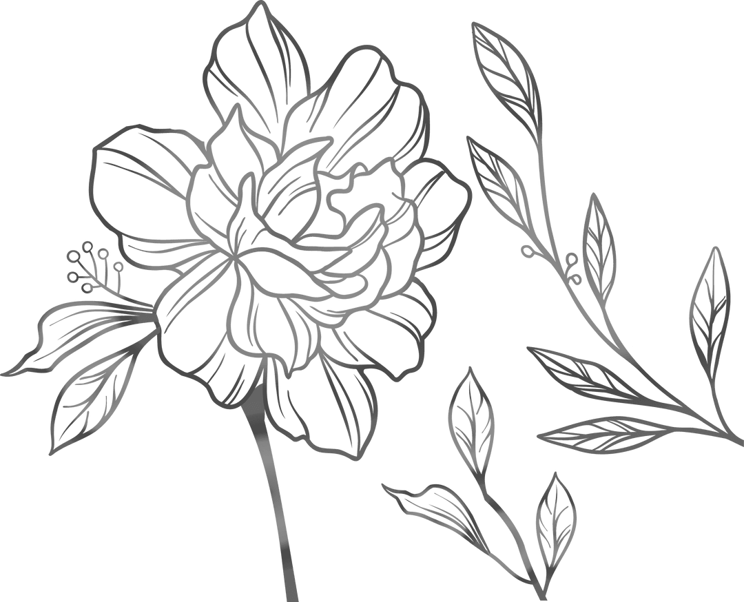 Botanical Line Art of Flower and Leaves on Transparent Background