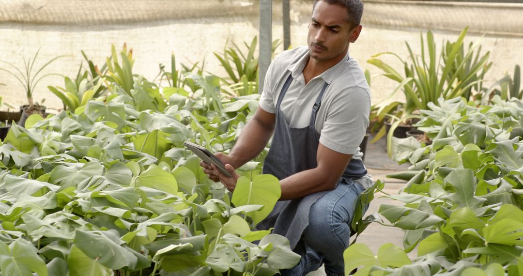 Male Worker Inspecting Plants in Greenhouse Using Tablet Technology