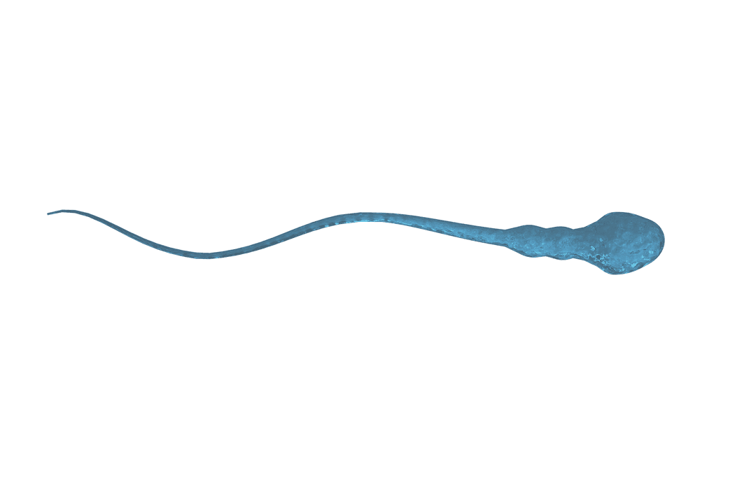 Transparent Blue Spermatozoid Illustration for Biological Concepts