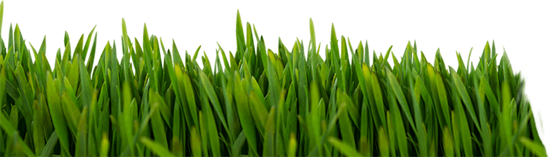 Vibrant Green Grass on Transparent Background for Nature Designs