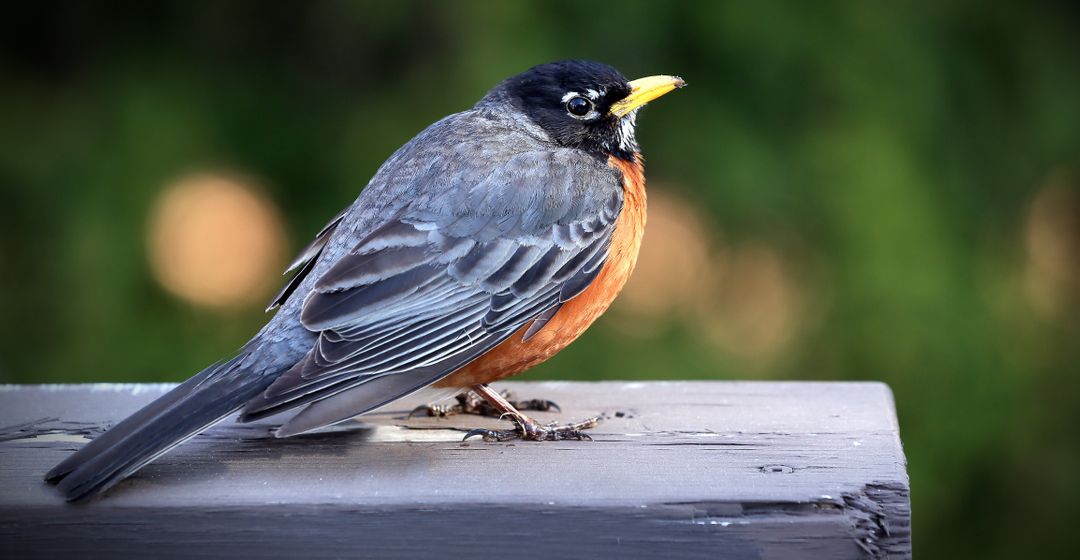 Vibrant American Robin Perched on Wooden Surface - Free Images, Stock Photos and Pictures on Pikwizard.com
