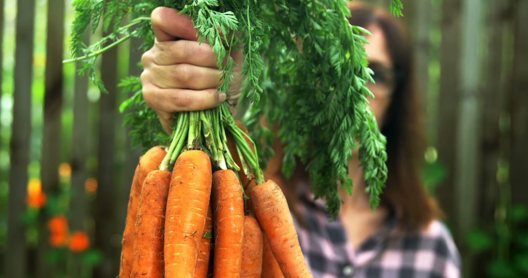 Mid section of caucasian woman holding carrots in garden with copy space - Free Images, Stock Photos and Pictures on Pikwizard.com