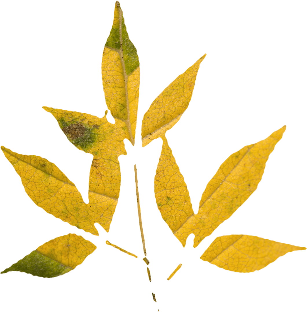 Transparent Yellow Autumn Leaves with Veins