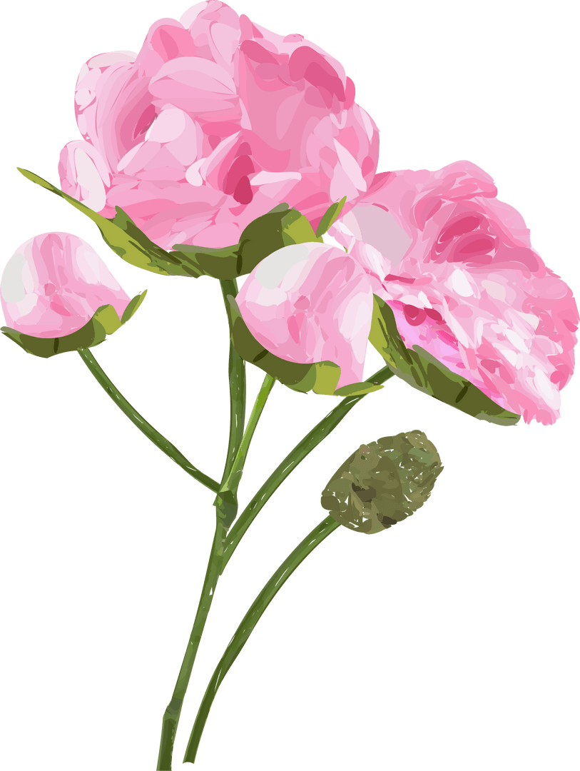 Elegant Pink Flower Blooms Illustration on Transparent Background