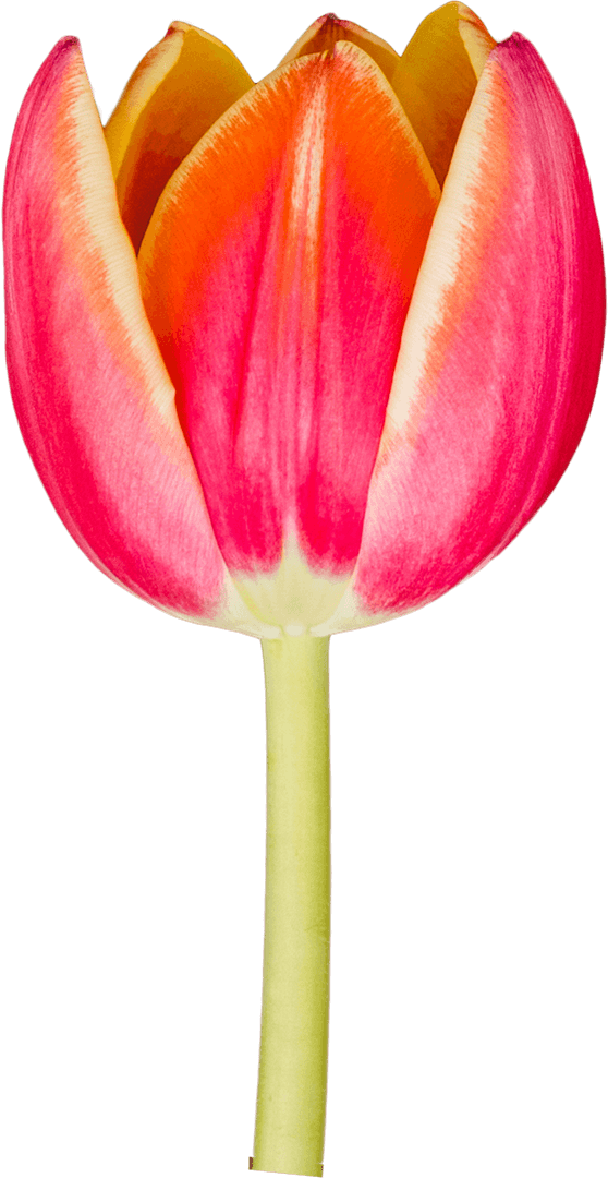 Transparent Tulip Includes Stem Delicate Bloom Full Display