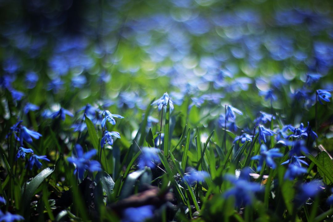 Close Up Photo of Blue Petaled Flower during Daytime - Free Images, Stock Photos and Pictures on Pikwizard.com