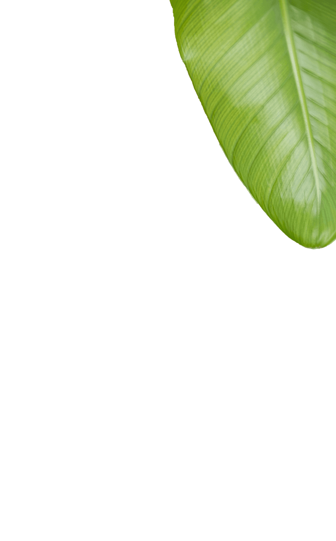 Top View of a Vibrant Green Leaf on Transparent Background