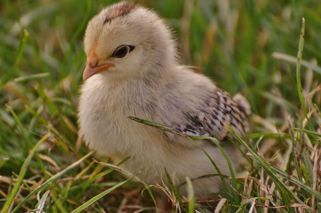 Adorable Fluffy Chick Sitting in Grass - Free Images, Stock Photos and Pictures on Pikwizard.com
