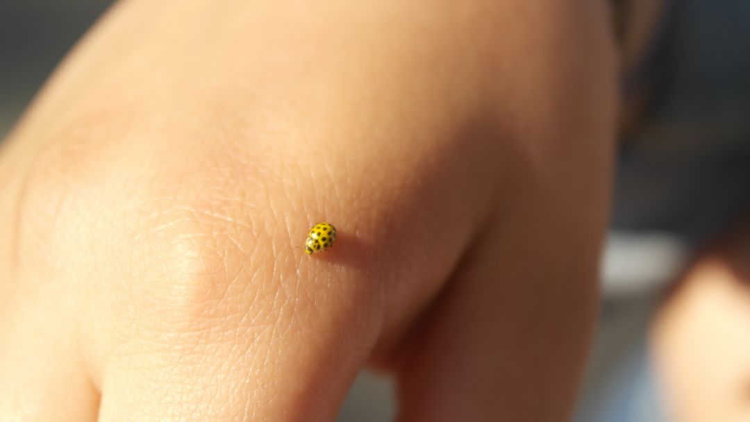Tiny Yellow Ladybug on Human Hand in Natural Lighting - Free Images, Stock Photos and Pictures on Pikwizard.com