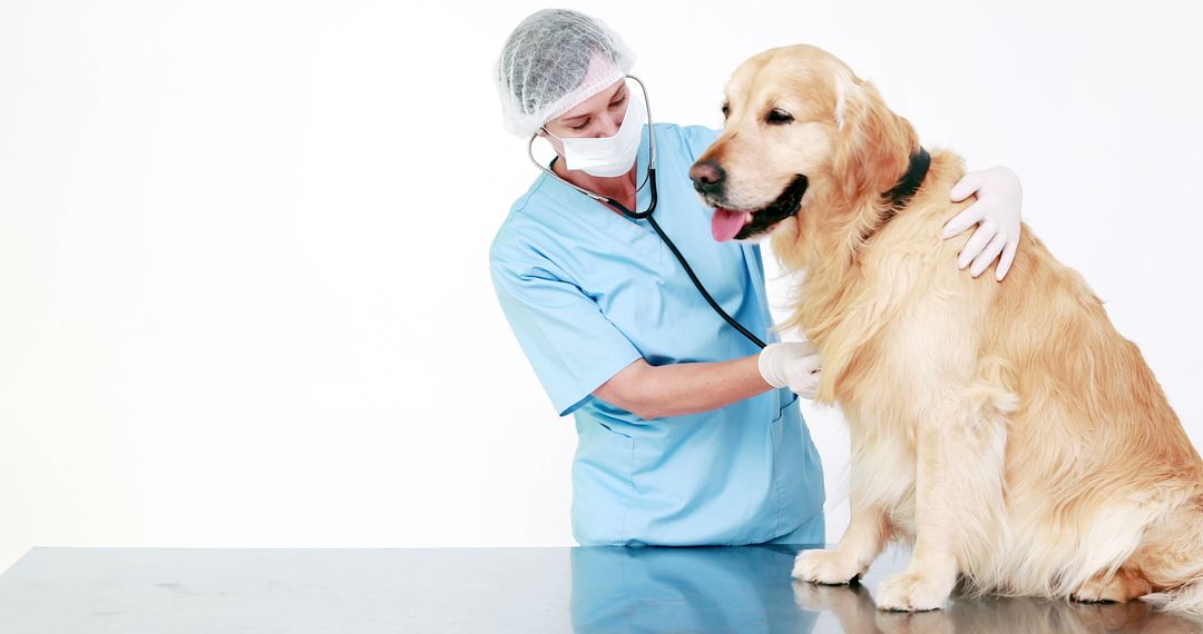 Veterinarian Examining Dog with Stethoscope in Clinic - Free Images, Stock Photos and Pictures on Pikwizard.com
