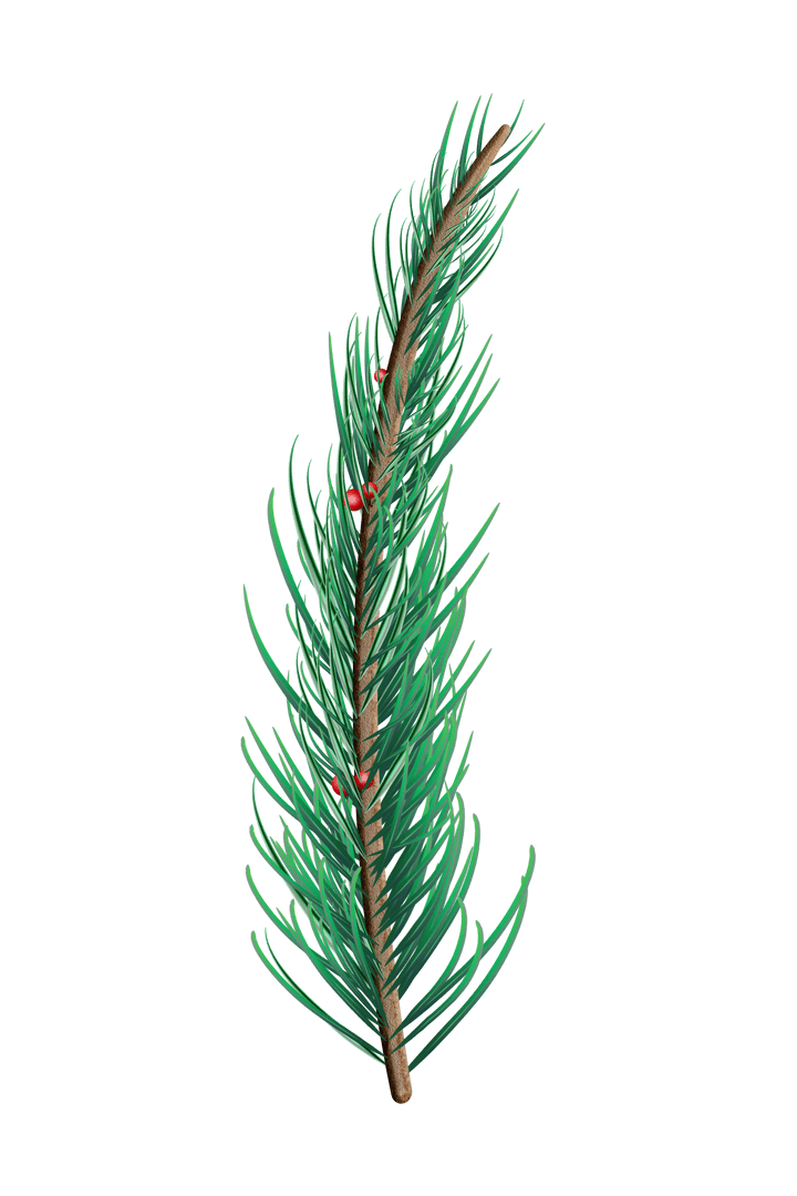 Transparent Fir Branch Spruce Pine Needles Isolated on White