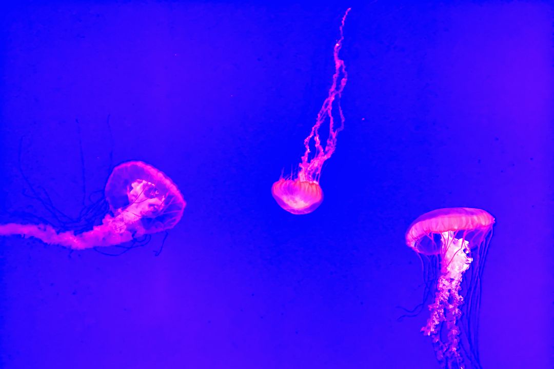 Mesmerizing Jellyfish Floating in Vibrant Purple and Pink Lighting - Free Images, Stock Photos and Pictures on Pikwizard.com