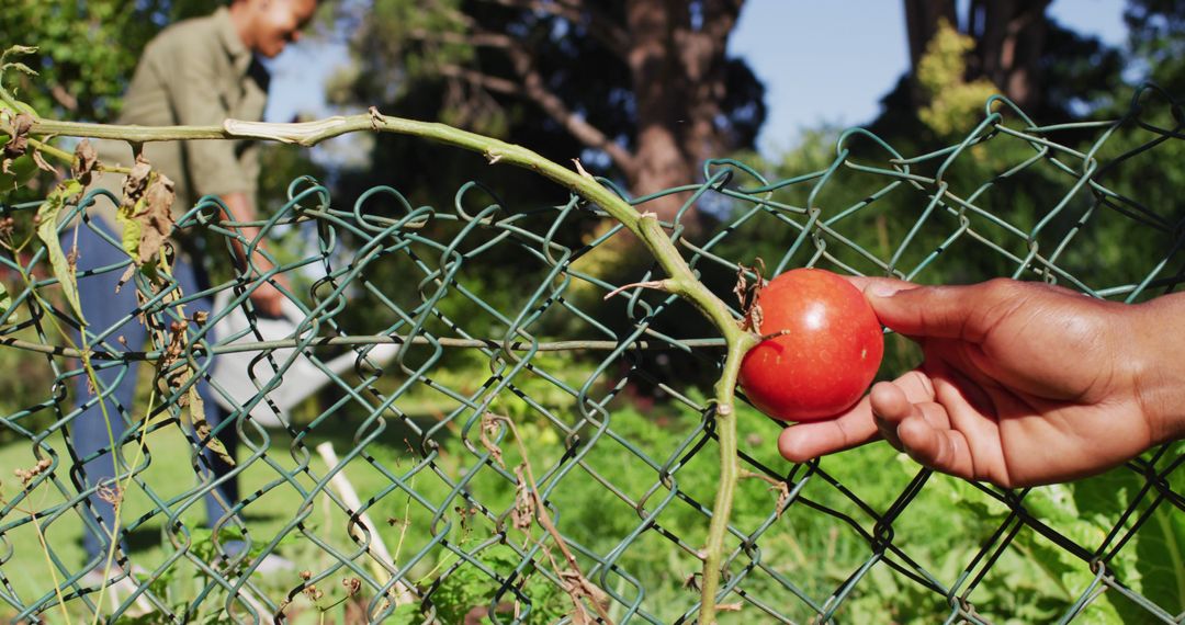 Person Picking Ripe Tomato in Organic Garden - Free Images, Stock Photos and Pictures on Pikwizard.com