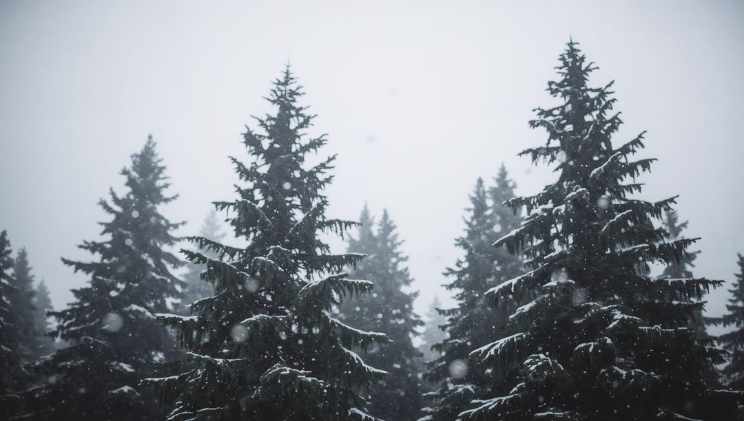 Snow-dusted evergreen forest receding into mist with falling snow and moody winter light