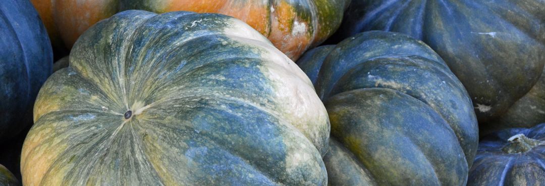 Close-Up of Blue Pumpkins, Unique Seasonal Fall Harvest - Free Images, Stock Photos and Pictures on Pikwizard.com