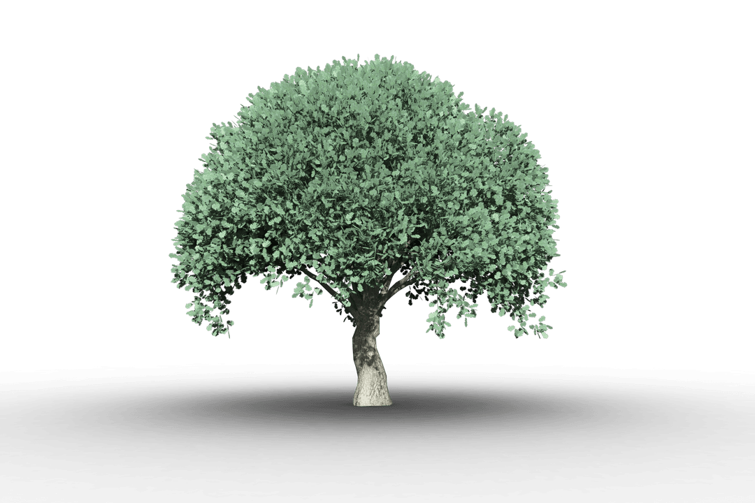 Tree with Lush Green Foliage on Transparent Background