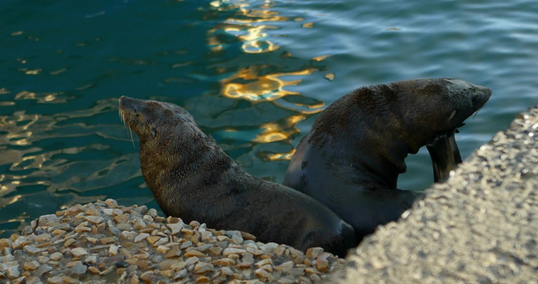 Sea lions resting on rocky shoreline beside rippling water