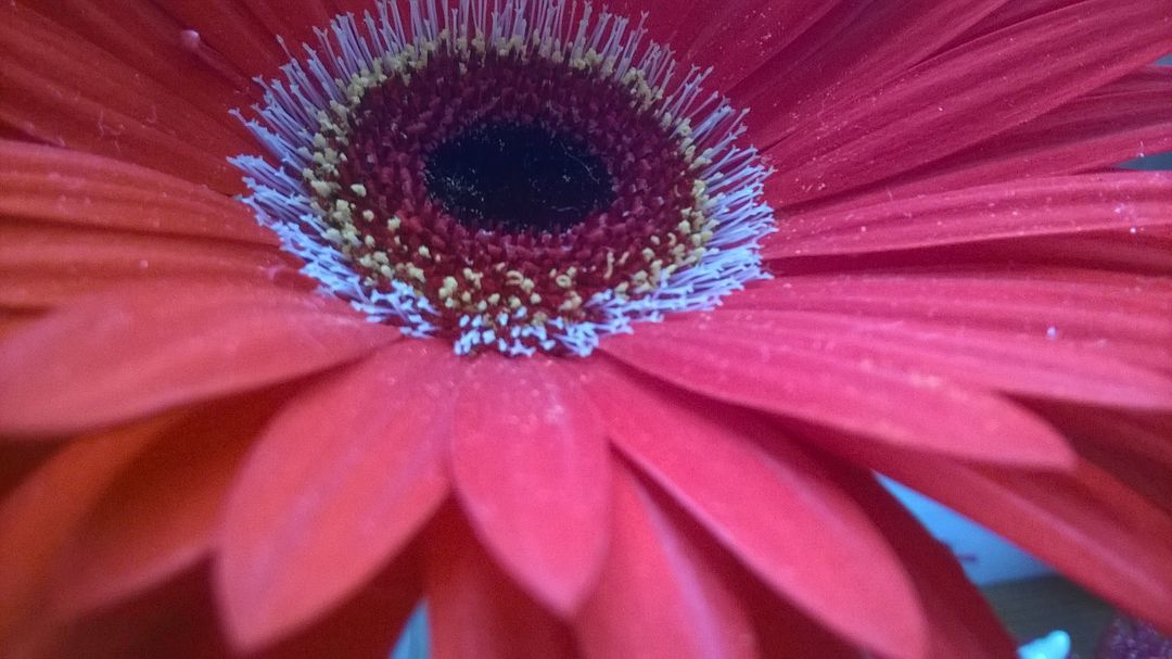 Close-up of Vibrant Red Gerbera Daisy Blooming - Free Images, Stock Photos and Pictures on Pikwizard.com