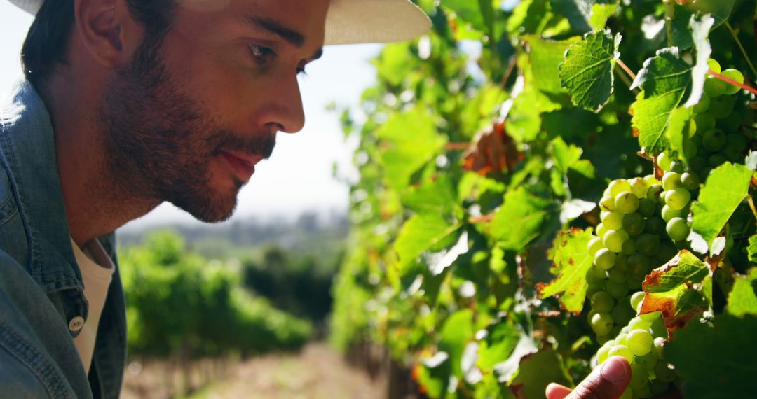 Man Inspecting Green Grapes in Vineyard - Free Images, Stock Photos and Pictures on Pikwizard.com