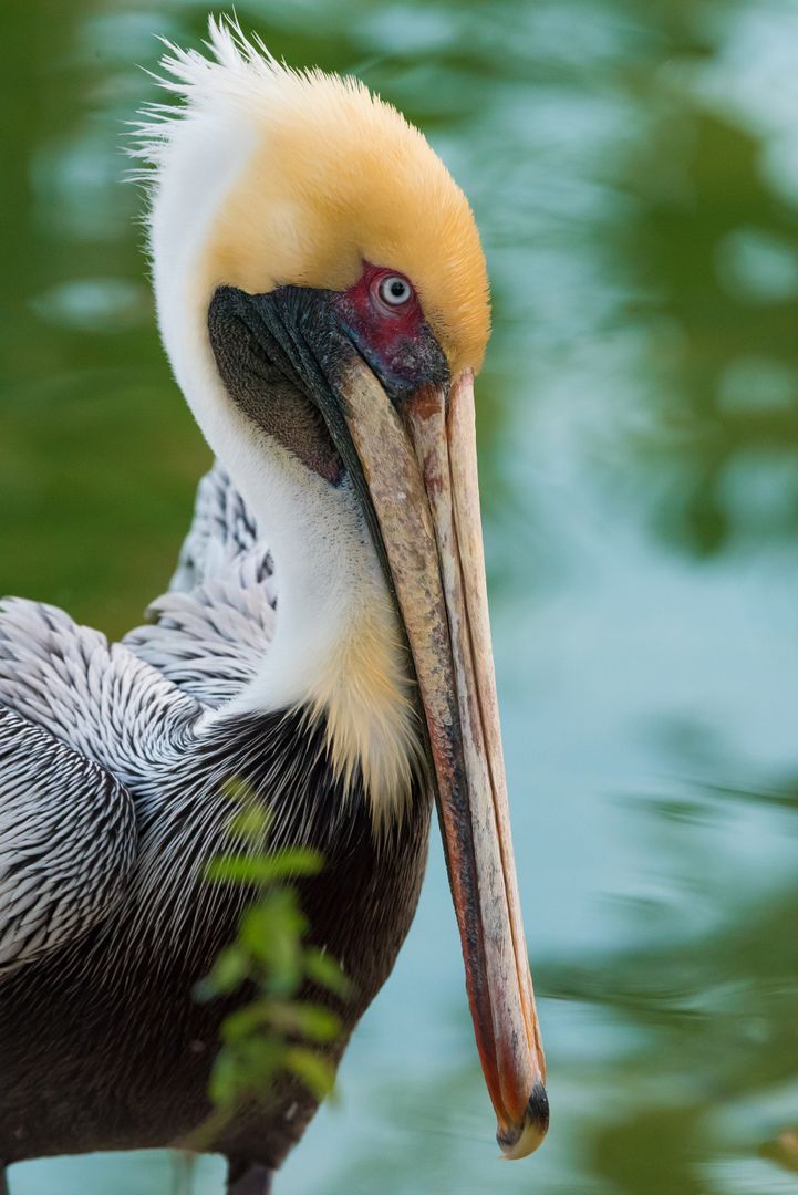 Close Up of a Distinctive Pelican with Colorful Head Near Water - Free Images, Stock Photos and Pictures on Pikwizard.com