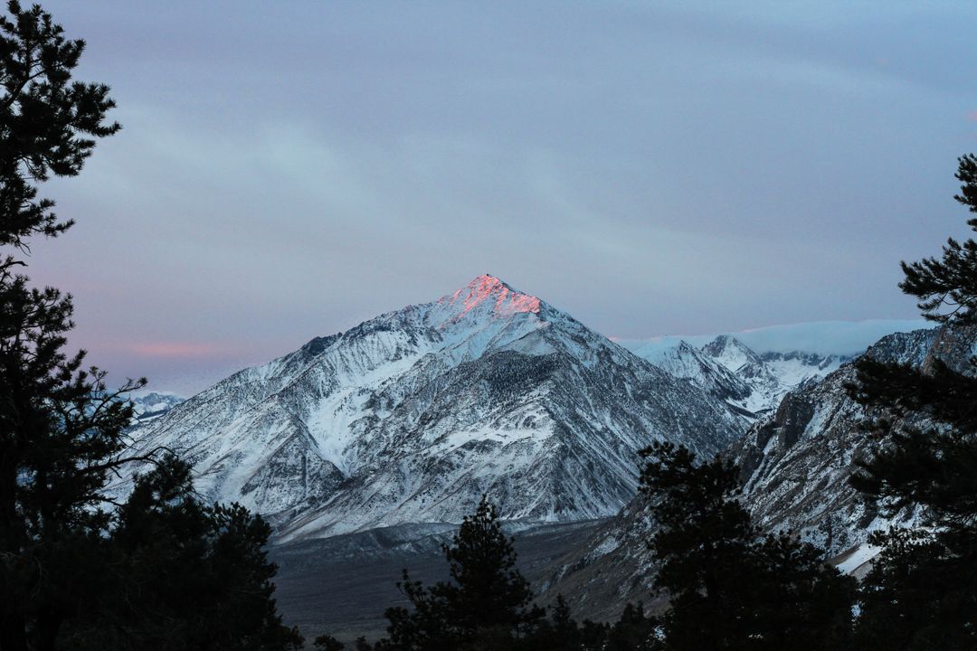 Snowcapped Mountain at Sunrise with Pine Trees in Foreground - Free Images, Stock Photos and Pictures on Pikwizard.com