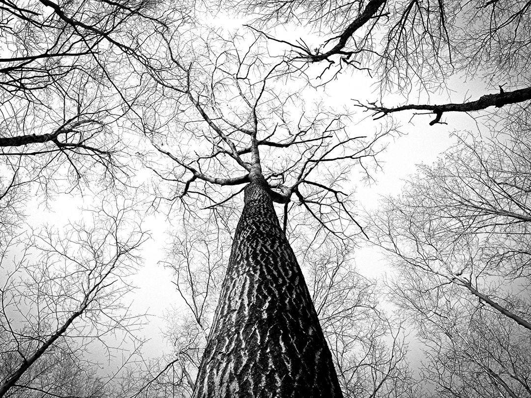 Black and White Upward View of Leafless Trees - Free Images, Stock Photos and Pictures on Pikwizard.com