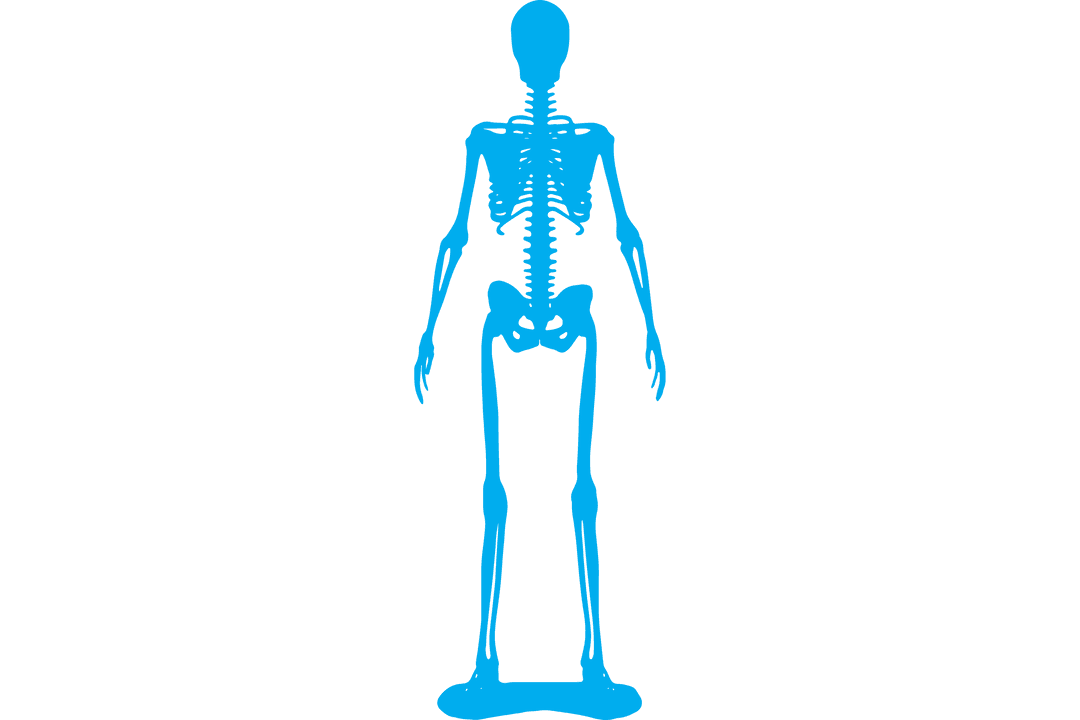 Transparent Vector Silhouette of Skeleton