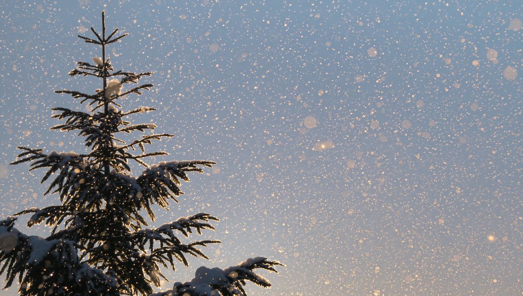 Snowfall Glimmering on Evergreen Branches at Twilight with Golden Sparkling Bokeh