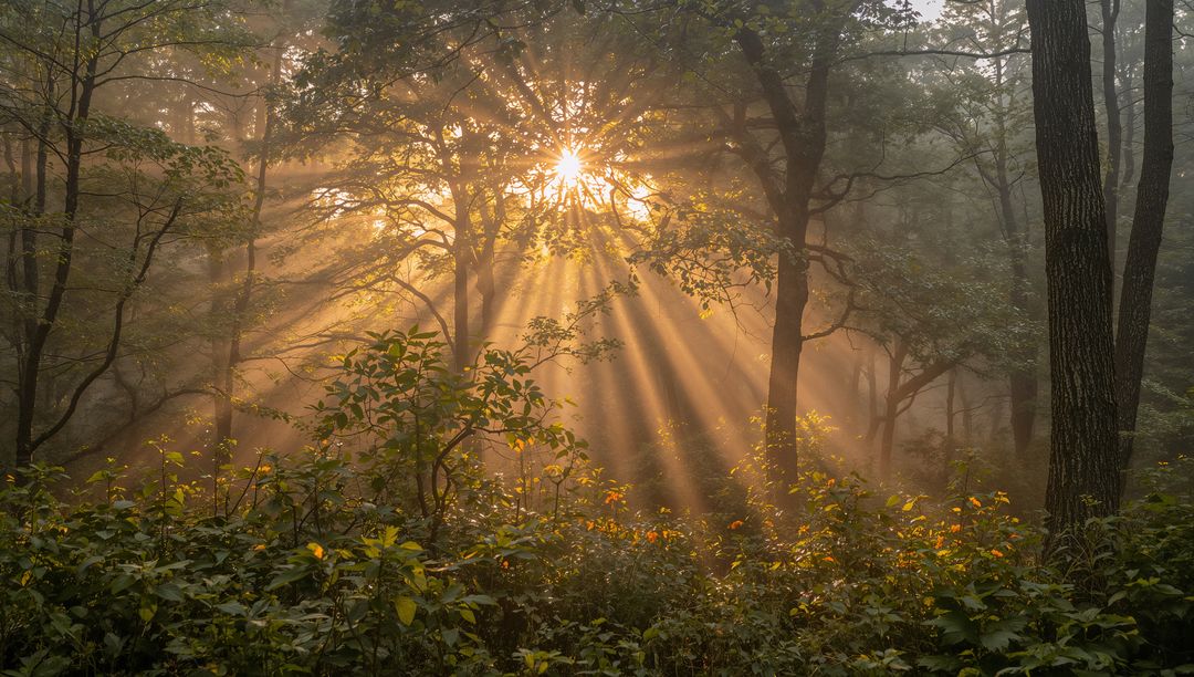 Golden Sunbeams Piercing Misty Forest Canopy at Dawn, Rays Illuminating Woodland Understory