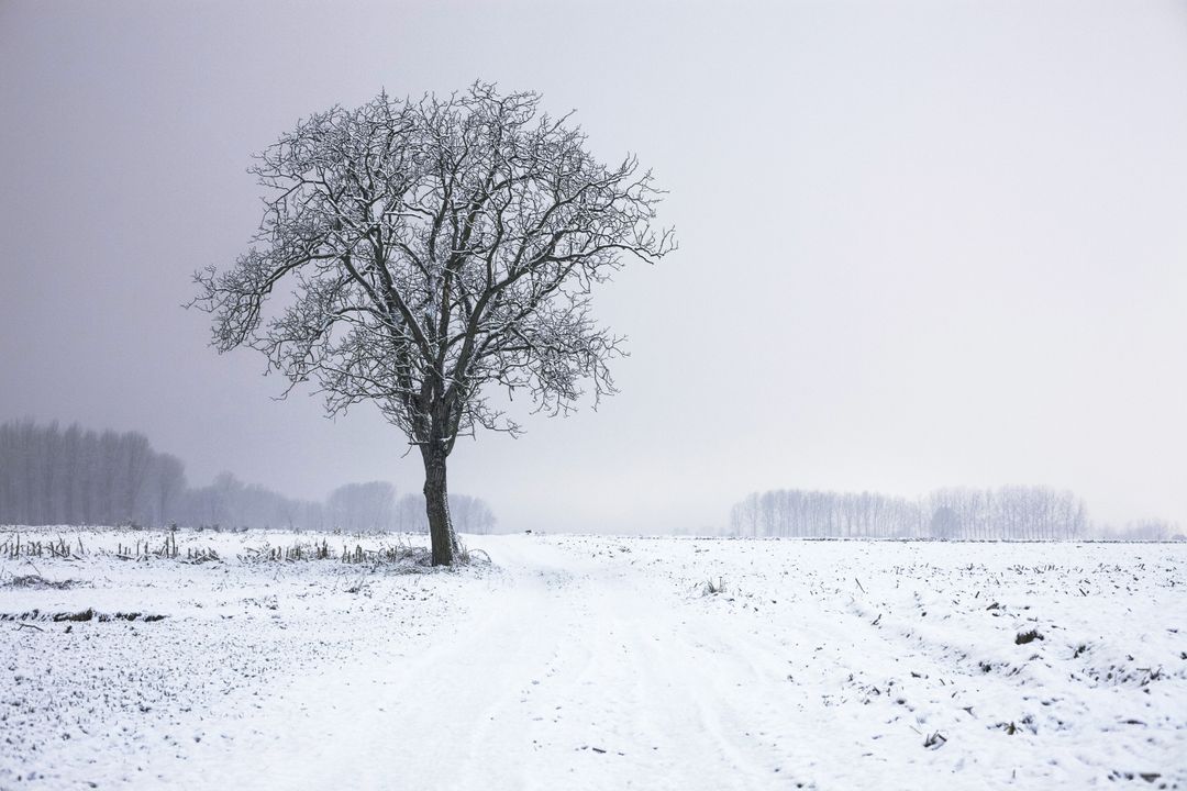 Lonely Tree in Snow-Covered Landscape with Overcast Sky - Free Images, Stock Photos and Pictures on Pikwizard.com