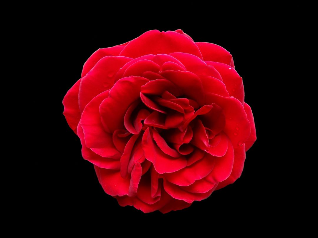 Vibrant Red Rose in Bloom on Black Background - Free Images, Stock Photos and Pictures on Pikwizard.com