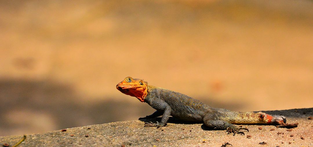 Agama Lizard Basking on Rock in Natural Habitat - Free Images, Stock Photos and Pictures on Pikwizard.com