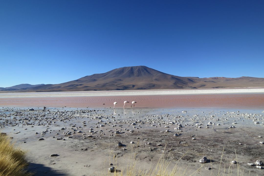 Flamingos Feeding in the Red Lagoon with Mountain in Background - Free Images, Stock Photos and Pictures on Pikwizard.com