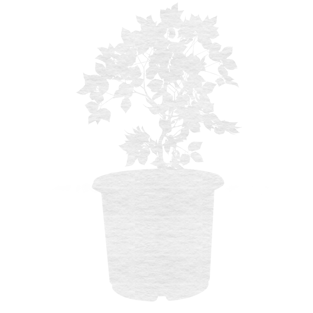 Transparent Potted Plant Silhouette for Design Projects - Download Free Stock Images Pikwizard.com