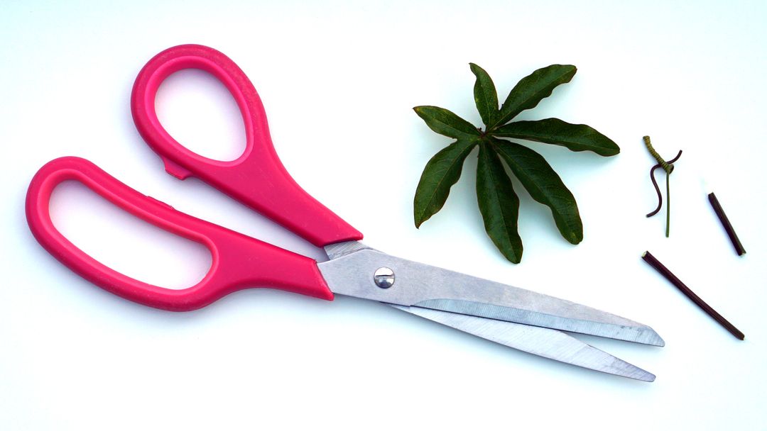 Pink Handled Scissors Cutting Green Plant Leaves - Free Images, Stock Photos and Pictures on Pikwizard.com