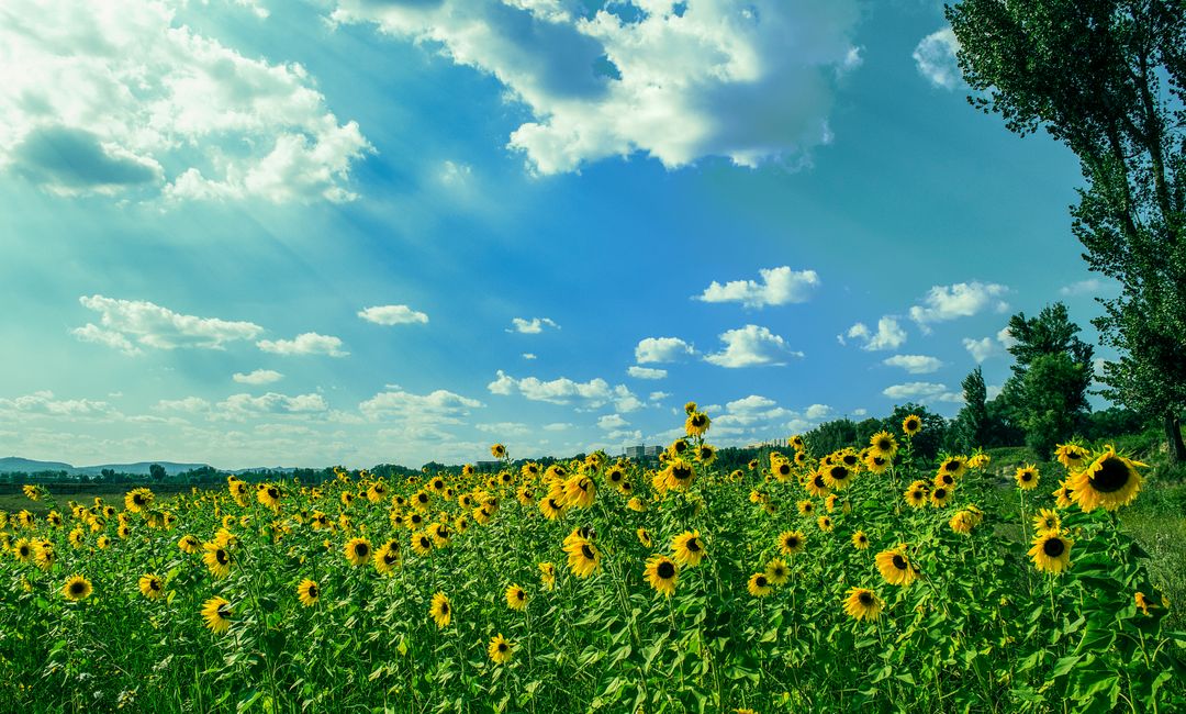 Yellow Sunflower Field Under Blue and White Sky - Free Images, Stock Photos and Pictures on Pikwizard.com