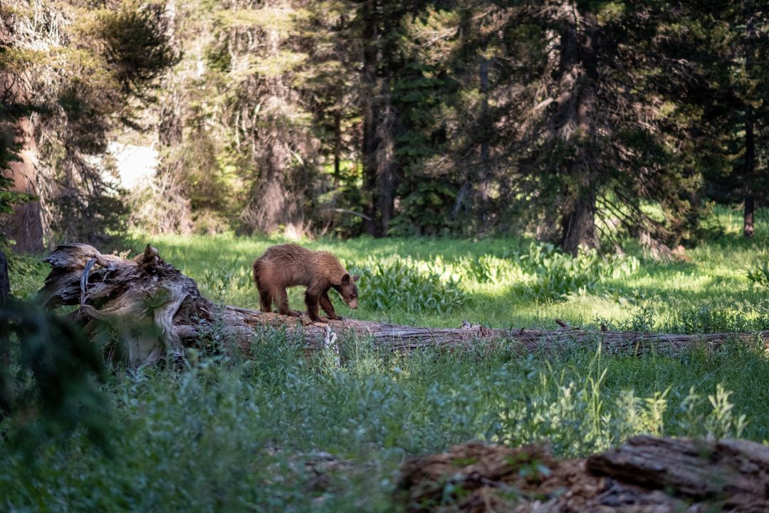 Young Bear Exploring Forest Wilderness