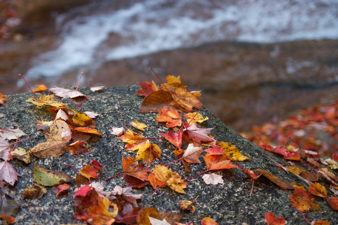 Colorful Autumn Leaves on Rock Near Flowing River - Free Images, Stock Photos and Pictures on Pikwizard.com