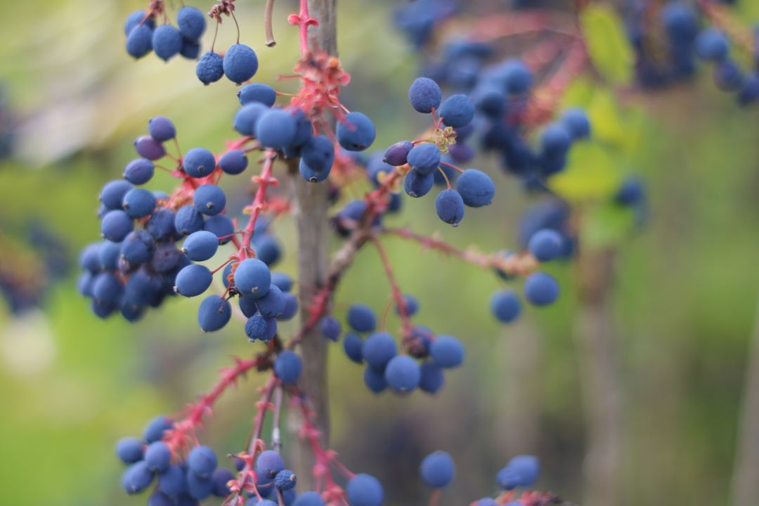 Close-up of Vibrant Blue Berries on Red Stems - Free Images, Stock Photos and Pictures on Pikwizard.com