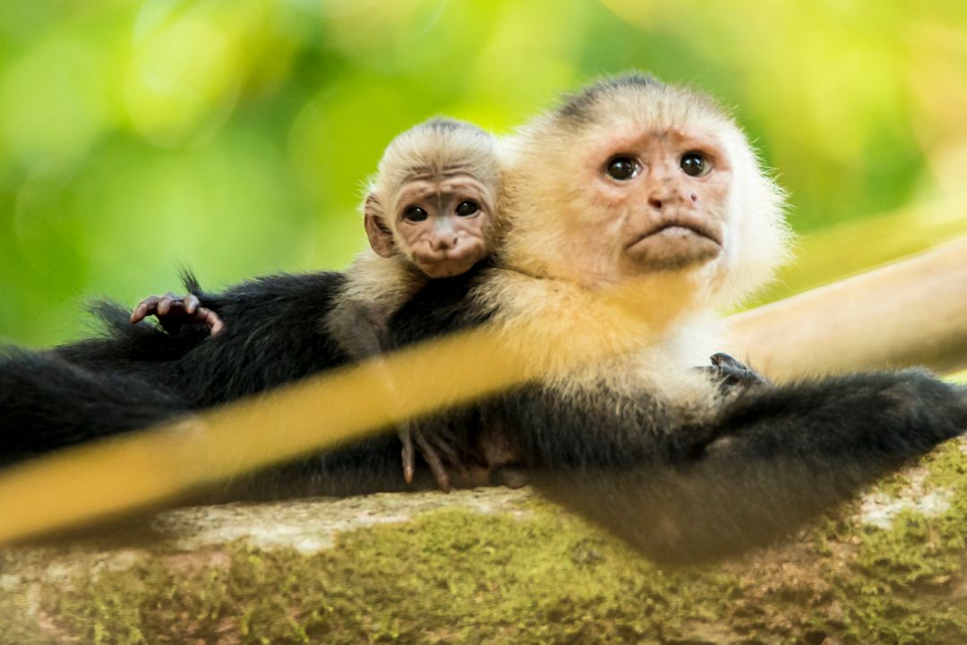 Capuchin Monkey Mother and Baby Relaxing on Branch in Forest - Free Images, Stock Photos and Pictures on Pikwizard.com
