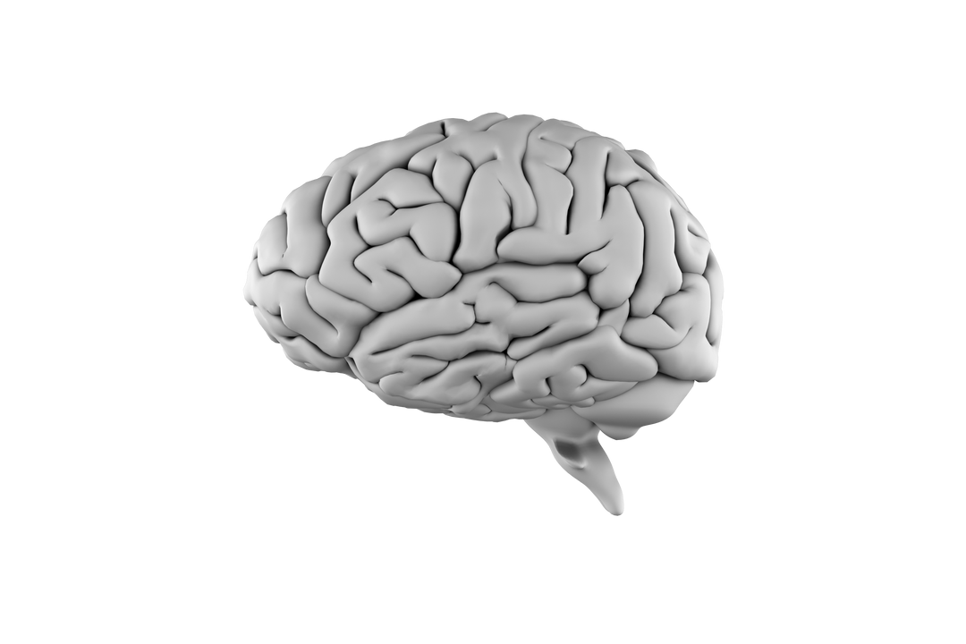 Transparent 3D Brain Model Isolated on White Background - Download Free Stock Images Pikwizard.com